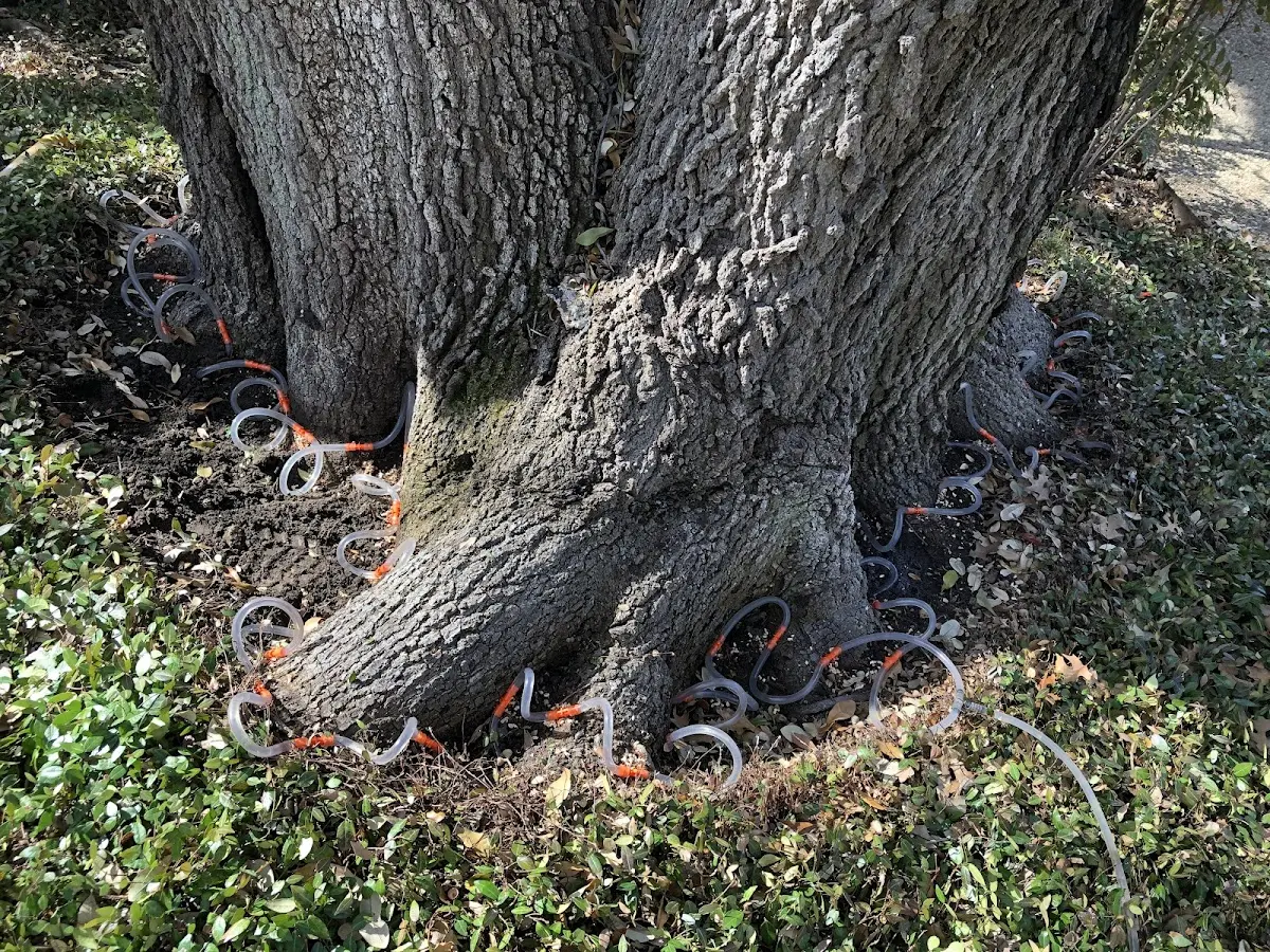 Detailed Tree Cabling and Bracing job site in Myrtle Point